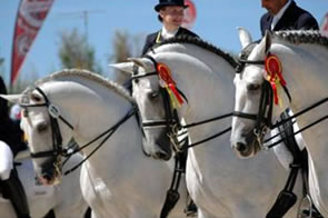 Spanish horses